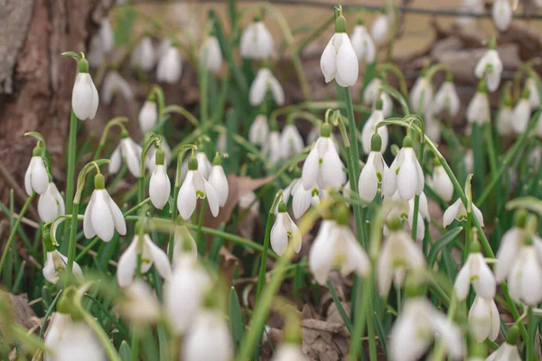 Gotas Neve Brancas Prado Primeiras Flores Primavera — Fotografia de Stock