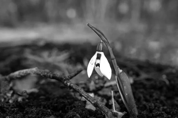 White Snowdrops Meadow First Spring Flowers — Stock Photo, Image