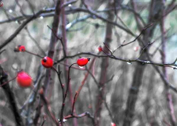 Природа Ветвь Ботва Растение Плод Лист Цветок Еда Весна Красный — стоковое фото