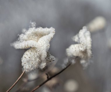 makro fotoğraf pamuğu fabrikası