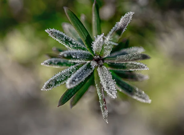 Makrofoto Von Pflanzen Sonnigen Frostigen Winter — Stock Photo, Image