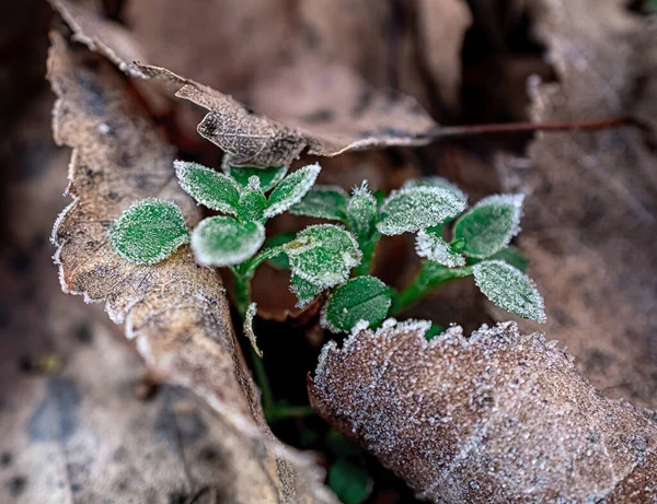 Makrofoto Von Pflanzen Sonnigen Frostigen Winter — Stock Photo, Image