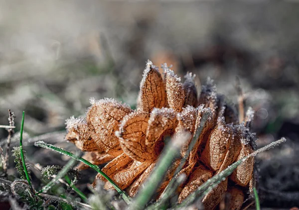 Makrofoto Von Pflanzen Sonnigen Frostigen Winter — Stock Photo, Image
