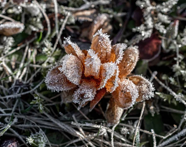 Makrofoto Von Pflanzen Sonnigen Frostigen Inverno — Fotografia de Stock
