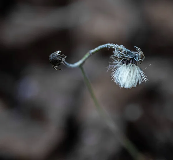 Makrofoto Von Pflanzen Sonnigen Frostigen Winter — Stockfoto