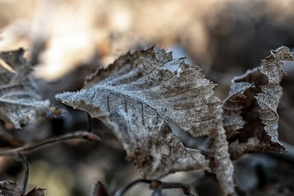 Makrofoto Von Pflanzen Sonnigen Frostigen Hiver — Photo