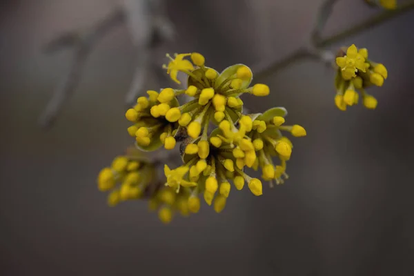 Ветви Европейскими Кукурузными Цветами Весной Корнелианская Вишня Корнус Мас Весенние — стоковое фото