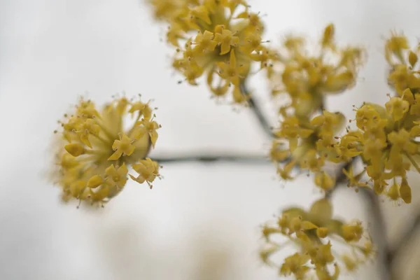 Ramos Com Flores Milho Europeu Primavera Cereja Cornelian Cornus Mas — Fotografia de Stock