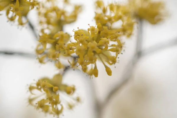 Ramas Con Flores Maíz Europeas Primavera Cereza Corneliana Cornus Mas —  Fotos de Stock