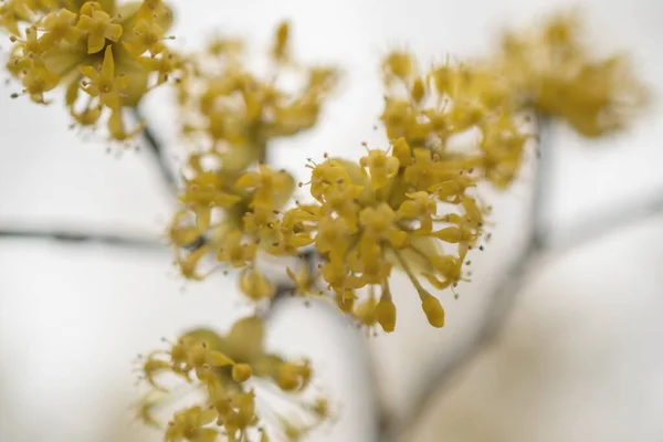 Ramas Con Flores Maíz Europeas Primavera Cereza Corneliana Cornus Mas —  Fotos de Stock