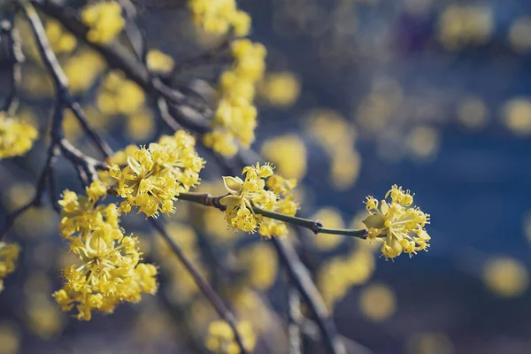 Ramas Con Flores Maíz Europeas Primavera Cereza Corneliana Cornus Mas —  Fotos de Stock