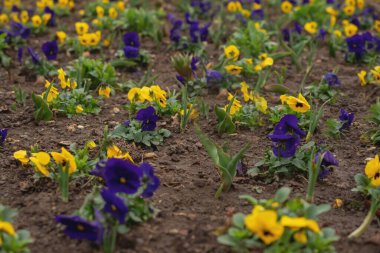 Hanım evlatları, bahar çiçekleri parkta.