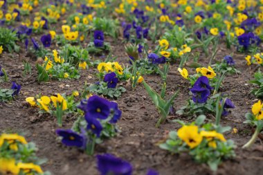 Hanım evlatları, bahar çiçekleri parkta.