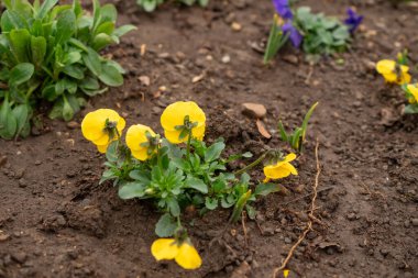 Hanım evlatları, bahar çiçekleri parkta.