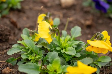 Hanım evlatları, bahar çiçekleri parkta.