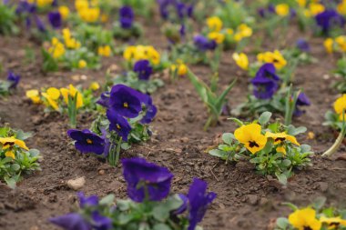 Hanım evlatları, bahar çiçekleri parkta.
