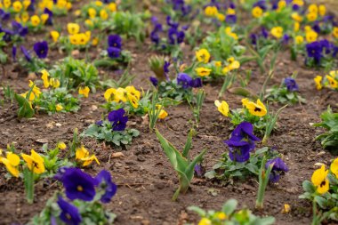 Hanım evlatları, bahar çiçekleri parkta.