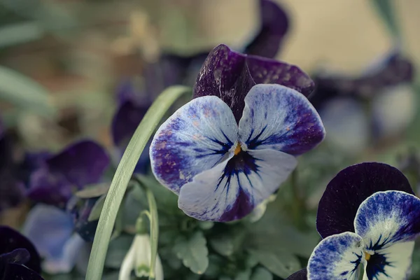 Pansies Flores Primavera Uma Cama Parque — Fotografia de Stock