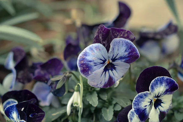 Pansies Spring Flowers Park Bed — Stock Photo, Image