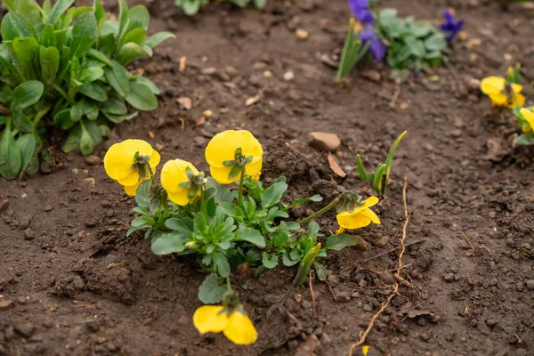 Hanım evlatları, bahar çiçekleri parkta.