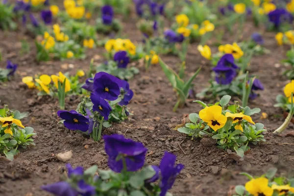 Hanım evlatları, bahar çiçekleri parkta.