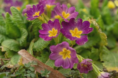 Multicolor Garden Primula Flowers, en iyi manzara. Primrose Primula Vulgaris çiçeği. Primula Primrose 'un Canlı Canlı Renkli Çiçekleri