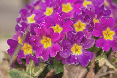 Multicolor Garden Primula Flowers, en iyi manzara. Primrose Primula Vulgaris çiçeği. Primula Primrose 'un Canlı Canlı Renkli Çiçekleri