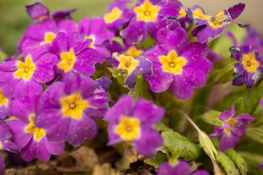 Multicolor Garden Primula Flowers, en iyi manzara. Primrose Primula Vulgaris çiçeği. Primula Primrose 'un Canlı Canlı Renkli Çiçekleri