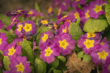 Multicolor Garden Primula Flowers, en iyi manzara. Primrose Primula Vulgaris çiçeği. Primula Primrose 'un Canlı Canlı Renkli Çiçekleri