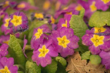 Multicolor Garden Primula Flowers, en iyi manzara. Primrose Primula Vulgaris çiçeği. Primula Primrose 'un Canlı Canlı Renkli Çiçekleri