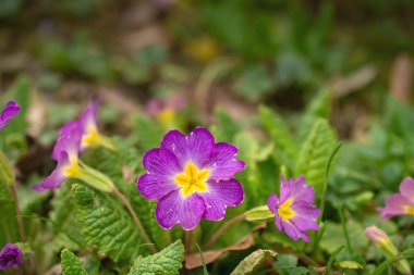 Multicolor Garden Primula Flowers, en iyi manzara. Primrose Primula Vulgaris çiçeği. Primula Primrose 'un Canlı Canlı Renkli Çiçekleri