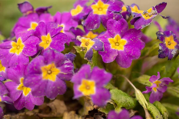 Multicolor Garden Primula Flowers, en iyi manzara. Primrose Primula Vulgaris çiçeği. Primula Primrose 'un Canlı Canlı Renkli Çiçekleri
