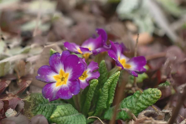 五彩缤纷的樱花花园 尽收眼底 Primrose Primula Vulgaris花 Primula Primrose五彩花活墙 — 图库照片