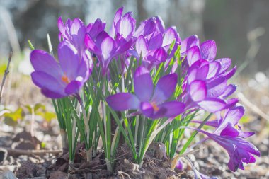 Bahar çayırında bir grup mor çiçek. Crocus çiçeği. Dağ çiçekleri. Bahar manzarası.