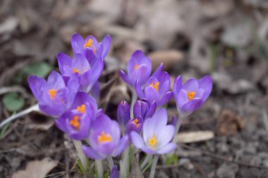 Bahar çayırında bir grup mor çiçek. Crocus çiçeği. Dağ çiçekleri. Bahar manzarası.