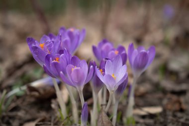 Bahar çayırında bir grup mor çiçek. Crocus çiçeği. Dağ çiçekleri. Bahar manzarası.