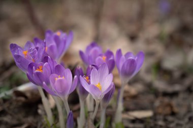 Bahar çayırında bir grup mor çiçek. Crocus çiçeği. Dağ çiçekleri. Bahar manzarası.