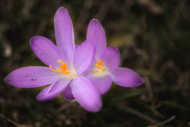 Bahar çayırında bir grup mor çiçek. Crocus çiçeği. Dağ çiçekleri. Bahar manzarası.