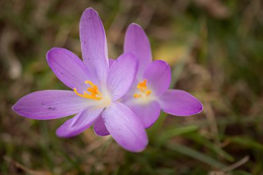 Bahar çayırında bir grup mor çiçek. Crocus çiçeği. Dağ çiçekleri. Bahar manzarası.