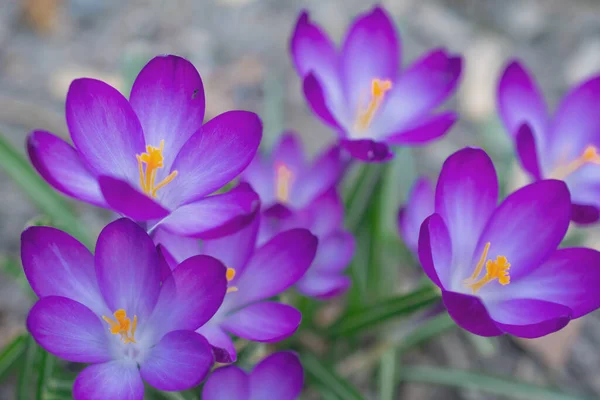 Bahar Çayırında Bir Grup Mor Çiçek Crocus Çiçeği Dağ Çiçekleri — Stok fotoğraf