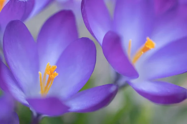 Группа Фиолетовых Крокус Цветов Весеннем Лугу Цветок Крокуса Горные Цветы — стоковое фото