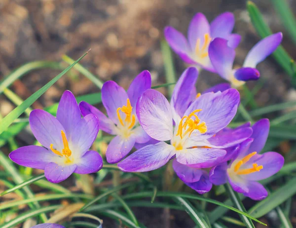 Bahar Çayırında Bir Grup Çiçek Crocus Çiçeği Dağ Çiçekleri Bahar — Stok fotoğraf