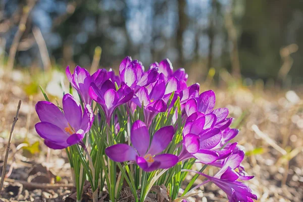 Bahar Çayırında Bir Grup Mor Çiçek Crocus Çiçeği Dağ Çiçekleri — Stok fotoğraf