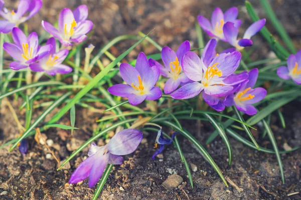 Bahar Çayırında Bir Grup Çiçek Crocus Çiçeği Dağ Çiçekleri Bahar — Stok fotoğraf