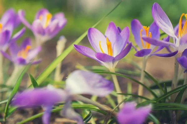 Bahar Çayırında Bir Grup Çiçek Crocus Çiçeği Dağ Çiçekleri Bahar — Stok fotoğraf