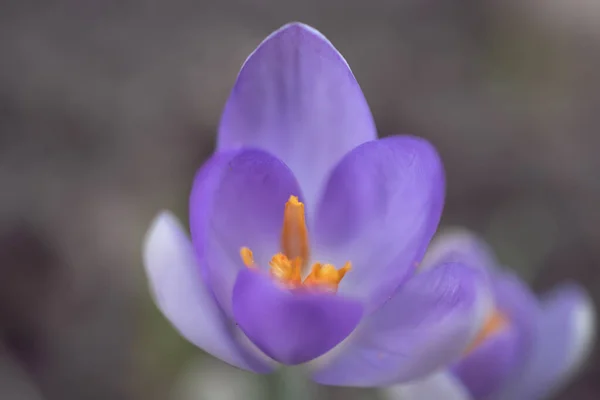 Gruppo Fiori Croco Viola Prato Primaverile Fiore Croco Fiori Montagna — Foto Stock