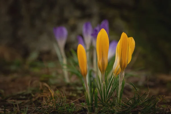 Group Crocus Flowers Spring Meadow Crocus Blossom Mountain Flowers Spring — ストック写真