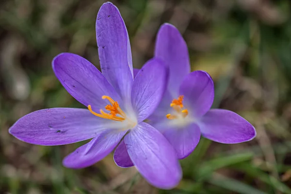 Bahar Çayırında Bir Grup Mor Çiçek Crocus Çiçeği Dağ Çiçekleri — Stok fotoğraf