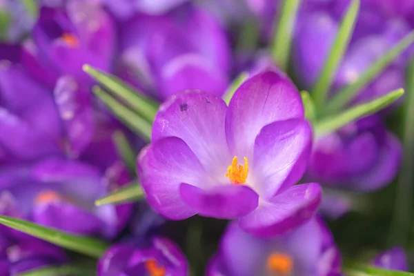 Group Purple Crocus Flowers Spring Meadow Crocus Blossom Mountain Flowers — Stock Photo, Image