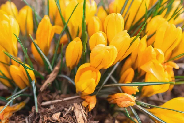 Skupina Krokusových Květin Jarní Louce Crocus Blossom Horské Květiny Jarní — Stock fotografie